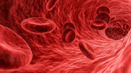 red blood cells in a blood vessel