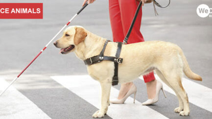 guide dog and other service dogs and animals are very helpful for persons with specific disabilities