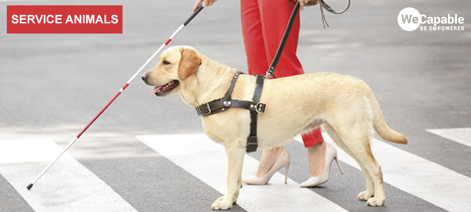 how do guide dogs help humans