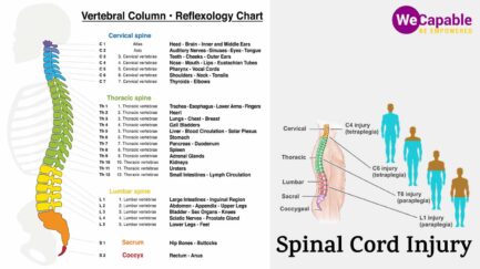illustration showing reflexology chart of spinal cord and the parts of body affected by spinal cord injury