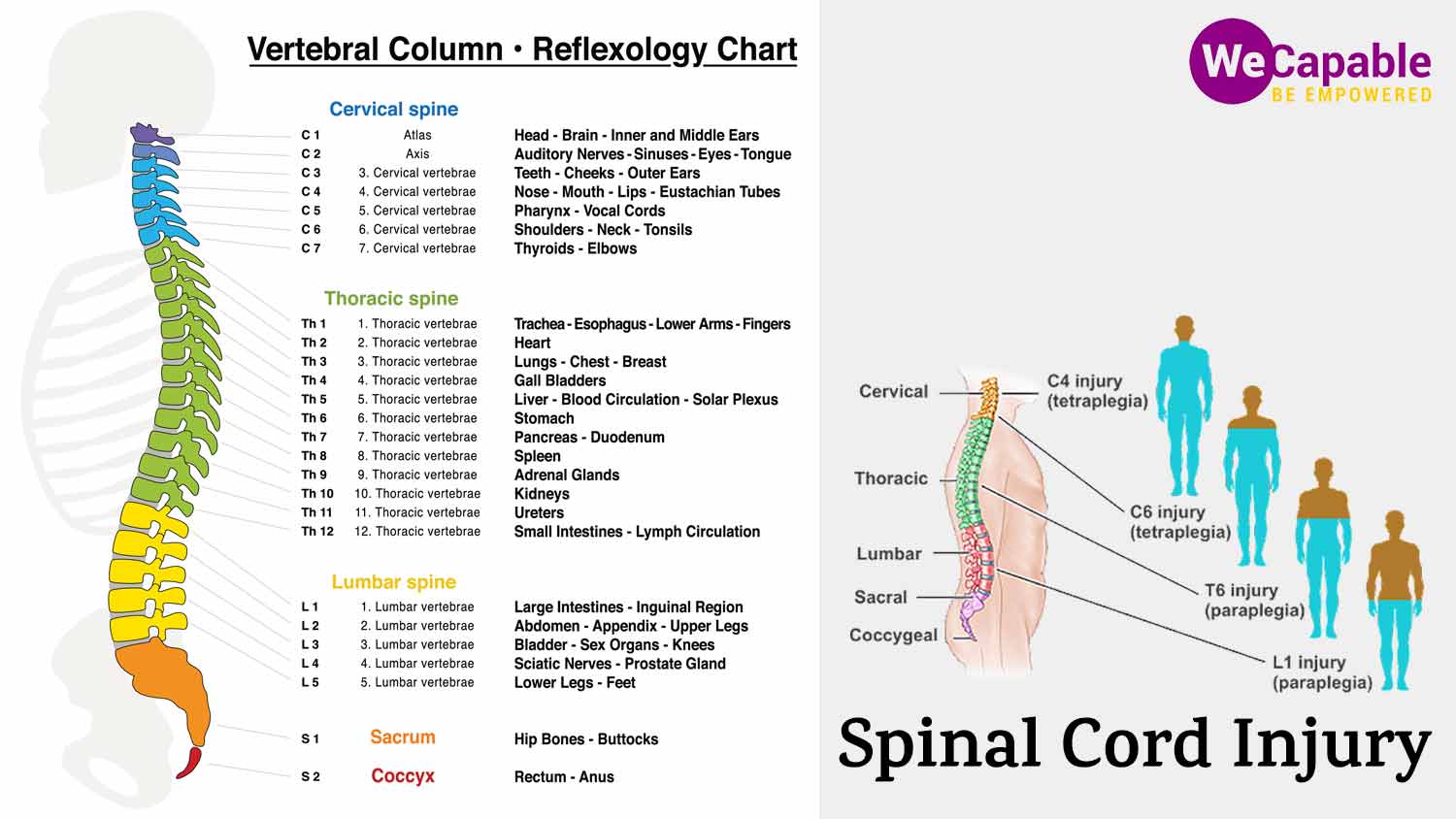 illustration showing reflexology chart of spinal cord and the parts of body affected by spinal cord injury