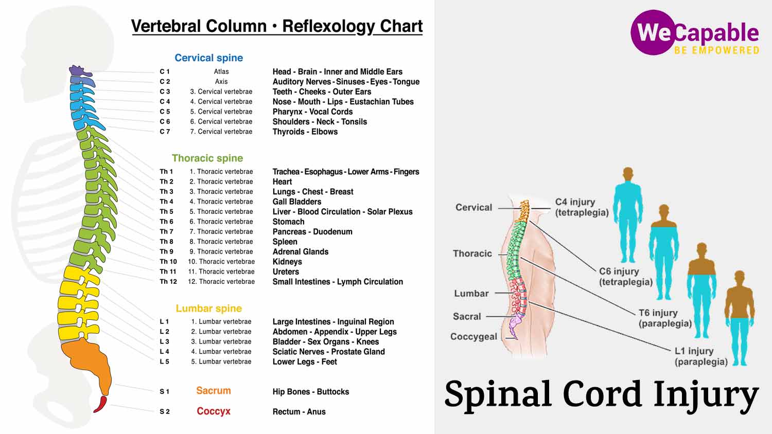 Common Causes And Types Of Spinal Cord Injuries | The Best Porn Website