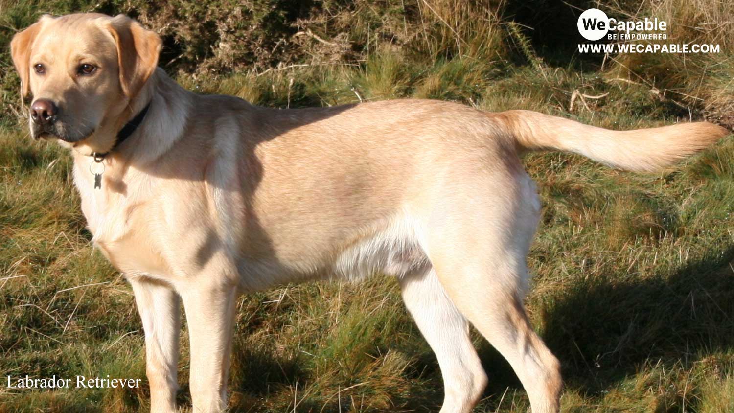 labrador retriever service dog