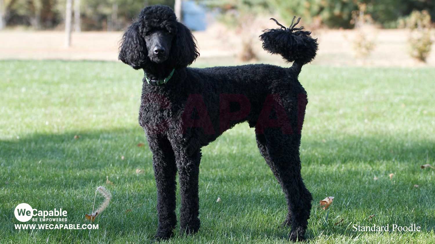 standard poodle service dog